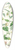 Walter Hood Fitch - A. C. Gracilis, H. f. et T. ; B. Codonopsis (Campanumcea) Javanica, H.f. et T. C. C. Inflata, H.f. & T. 39.3 inch art pintail longboard deck