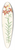 Walter Hood Fitch - Lilium concolor 39.3 inch art pintail longboard deck