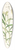 Walter Hood Fitch - Lilium Wallichianum 39.3 inch art pintail longboard deck
