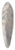 Willem Wenckebach - Laan met hoge bomen 39.3 inch art pintail longboard deck