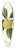 William Henry Prestele - Prunus domestica: Ogon 39.3 inch art pintail longboard deck