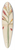 William Jackson Hooker - Canna gigantea. 39.3 inch art pintail longboard deck
