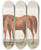 Triptych art skateboard deck of Charles Hamilton Smith Brood Mare And Third Foal With Marks Of Quagga by Charles Hamilton Smith (1776-1859)