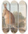 Triptych art skateboard deck of John Gould The Mammals Of Australia Pl045 by John Gould (1804-1881)