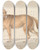 Triptych art skateboard deck of Charles Hamilton Smith Falkland Islands Wolf by Charles Hamilton Smith (1776-1859)