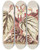 Triptych art skateboard deck of Charles Antoine Lemaire Begonia Eximia by Charles Antoine Lemaire (1800-1871)