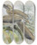 Triptych art skateboard deck of Daniel Giraud Elliot Lophoceros Birostris by Daniel Giraud Elliot (1835-1915)