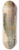 Edward Lear - Sheik Abadeh On The Nile 8.25 inch art skate deck