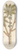 Elizabeth Blackwell - The greater spurge or palma christi 8.25 inch art skate deck