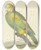 Triptych art skateboard deck of Pieter Holsteijn Green Parrot by Pieter Holsteijn