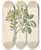 Triptych art skateboard deck of Clemenz Heinrich Wehdemann Capparis Nov Sp Maerua Caffra by Clemenz Heinrich Wehdemann (1762-1835)