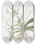 Triptych art skateboard deck of Sydenham Edwards Longtailed Angraecum by Sydenham Edwards (1768-1819)