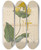 Triptych art skateboard deck of William Jackson Hooker Caprifolium Pubescens by William Jackson Hooker (1785-1865)