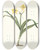 Triptych art skateboard deck of Priscilla Susan Bury Pancratium Amancaes by Priscilla Susan Bury (1799-1872)