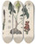 Triptych art skateboard deck of Friedrich Berge Giftpflanzenbuch Pl06 by Friedrich Berge (1811-1883)