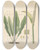 Triptych art skateboard deck of William Jackson Hooker Pothos Coriacea by William Jackson Hooker (1785-1865)