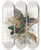 Triptych art skateboard deck of Daniel Giraud Elliot Ptiloris Victorie by Daniel Giraud Elliot (1835-1915)