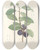 Triptych art skateboard deck of Pierre Joseph Redout La Botanique De J J Rousseau Pl 44 by Pierre Joseph Redoute (1759-1840)