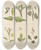 Triptych art skateboard deck of Walter Hood Fitch Cryptogamic Botany Of The Antarctic Voyage Of Hm Discovery Ships Erebus And Terror In The Years 1839 Pl07 by Walter Hood Fitch (1817-1892)