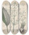 Triptych art skateboard deck of Friedrich Berge Giftpflanzenbuch Pl43 by Friedrich Berge (1811-1883)