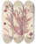 Triptych art skateboard deck of Walter Hood Fitch Cryptogamic Botany Of The Antarctic Voyage Of Hm Discovery Ships Erebus And Terror In The Years 1839 Pl57 by Walter Hood Fitch (1817-1892)