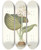 Triptych art skateboard deck of Priscilla Susan Bury Pancratium Amboinense by Priscilla Susan Bury (1799-1872)