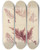 Triptych art skateboard deck of Walter Hood Fitch Cryptogamic Botany Of The Antarctic Voyage Of Hm Discovery Ships Erebus And Terror In The Years 1839 Pl58 by Walter Hood Fitch (1817-1892)