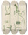 Triptych art skateboard deck of Walter Hood Fitch Cryptogamic Botany Of The Antarctic Voyage Of Hm Discovery Ships Erebus And Terror In The Years 1839 Pl62 by Walter Hood Fitch (1817-1892)