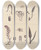 Triptych art skateboard deck of Walter Hood Fitch Cryptogamic Botany Of The Antarctic Voyage Of Hm Discovery Ships Erebus And Terror In The Years 1839 Pl56 by Walter Hood Fitch (1817-1892)