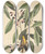 Triptych art skateboard deck of Mark Catesby The Yellow Titmouse by Mark Catesby (1683-1749)