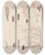 Triptych art skateboard deck of Walter Hood Fitch Cryptogamic Botany Of The Antarctic Voyage Of Hm Discovery Ships Erebus And Terror In The Years 1839 Pl53 by Walter Hood Fitch (1817-1892)