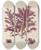 Triptych art skateboard deck of Walter Hood Fitch Cryptogamic Botany Of The Antarctic Voyage Of Hm Discovery Ships Erebus And Terror In The Years 1839 Pl46 by Walter Hood Fitch (1817-1892)