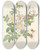 Triptych art skateboard deck of Pierre Joseph Redout Choix Des Plus Belles Fleurs Pl 098 by Pierre Joseph Redoute (1759-1840)