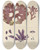 Triptych art skateboard deck of Walter Hood Fitch Cryptogamic Botany Of The Antarctic Voyage Of Hm Discovery Ships Erebus And Terror In The Years 1839 Pl16 by Walter Hood Fitch (1817-1892)