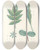 Triptych art skateboard deck of Pierre Joseph Redout La Botanique De J J Rousseau Pl 51 by Pierre Joseph Redoute (1759-1840)