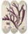 Triptych art skateboard deck of Walter Hood Fitch Cryptogamic Botany Of The Antarctic Voyage Of Hm Discovery Ships Erebus And Terror In The Years 1839 Pl50 by Walter Hood Fitch (1817-1892)