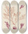 Triptych art skateboard deck of Walter Hood Fitch Cryptogamic Botany Of The Antarctic Voyage Of Hm Discovery Ships Erebus And Terror In The Years 1839 Pl51 by Walter Hood Fitch (1817-1892)