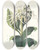 Triptych art skateboard deck of Priscilla Susan Bury Pancratium Specidsum by Priscilla Susan Bury (1799-1872)