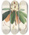 Triptych art skateboard deck of Walter Hood Fitch The Rhododendrons Of Sikkimhimalaya Pl27 by Walter Hood Fitch (1817-1892)