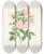 Triptych art skateboard deck of Mary Lawrance Rosa Alba by Mary Lawrance (1776-1831)
