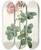 Triptych art skateboard deck of Pierre Joseph Redout Rosier Aurore Poniatowska From La Couronne Des Roses by Pierre Joseph Redoute (1759-1840)