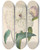 Triptych art skateboard deck of Pierre Joseph Redout Paeonia Flagrans Peony by Pierre Joseph Redoute (1759-1840)