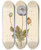 Triptych art skateboard deck of Elizabeth Blackwell Black Poppy by Elizabeth Blackwell (1707-1758)