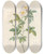 Triptych art skateboard deck of Pierre Joseph Redout Rosa Andegavensis by Pierre Joseph Redoute (1759-1840)