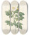 Triptych art skateboard deck of Pierre Joseph Redout Rosa Sempervirens Leschenaultiana by Pierre Joseph Redoute (1759-1840)