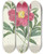 Triptych art skateboard deck of Pierre Joseph Redout Choix Des Plus Belles Fleurs Pl 075 by Pierre Joseph Redoute (1759-1840)