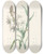 Triptych art skateboard deck of Pierre Joseph Redout La Botanique De J J Rousseau Pl 06 by Pierre Joseph Redoute (1759-1840)