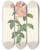 Triptych art skateboard deck of Pierre Joseph Redout Rosa Indica Fragrans Flore Simplici by Pierre Joseph Redoute (1759-1840)