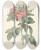 Triptych art skateboard deck of Pierre Joseph Redout Rosa Carolina Corymbosa by Pierre Joseph Redoute (1759-1840)