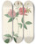 Triptych art skateboard deck of Pierre Joseph Redout Rosa Hudsoniana Scandens by Pierre Joseph Redoute (1759-1840)